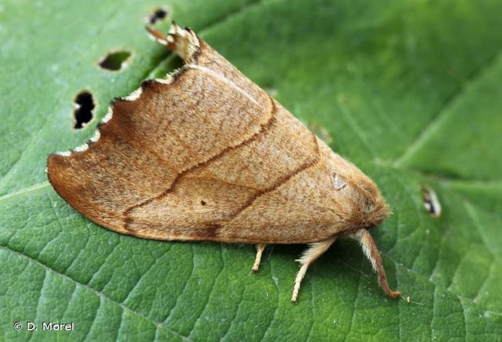 <i>Falcaria lacertinaria</i> (Linnaeus, 1758) © D. Morel