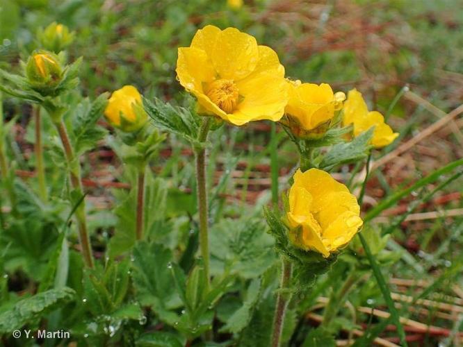 <i>Geum montanum</i> L., 1753 © 