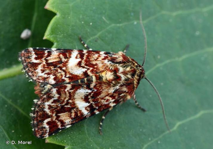 <i>Anarta myrtilli</i> (Linnaeus, 1760) © D. Morel