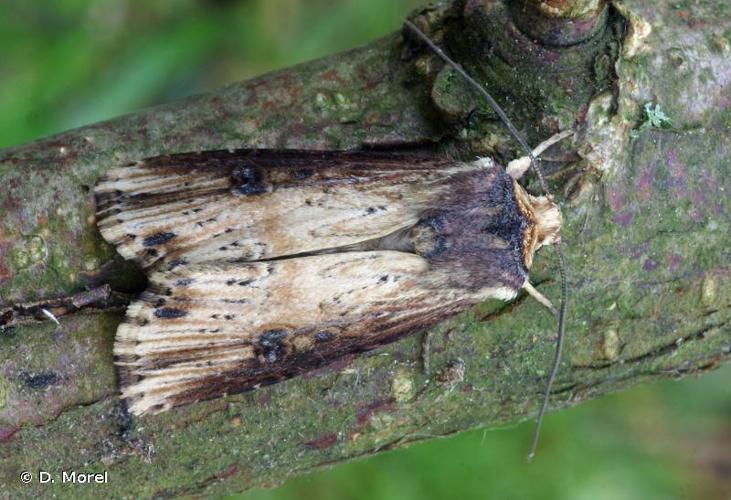 <i>Axylia putris</i> (Linnaeus, 1760) © D. Morel