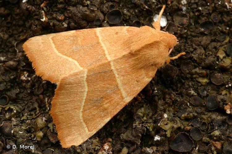 <i>Atethmia centrago</i> (Haworth, 1809) © D. Morel