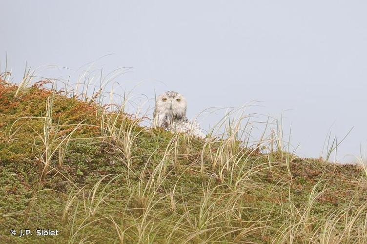 <i>Bubo scandiacus</i> (Linnaeus, 1758) © J.P. Siblet