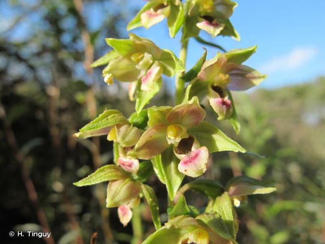 <i>Epipactis helleborine </i>subsp.<i> neerlandica</i> (Verm.) Buttler, 1986 © H. Tinguy