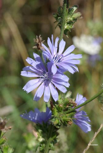 <i>Cichorium intybus</i> L., 1753 © P. Gourdain