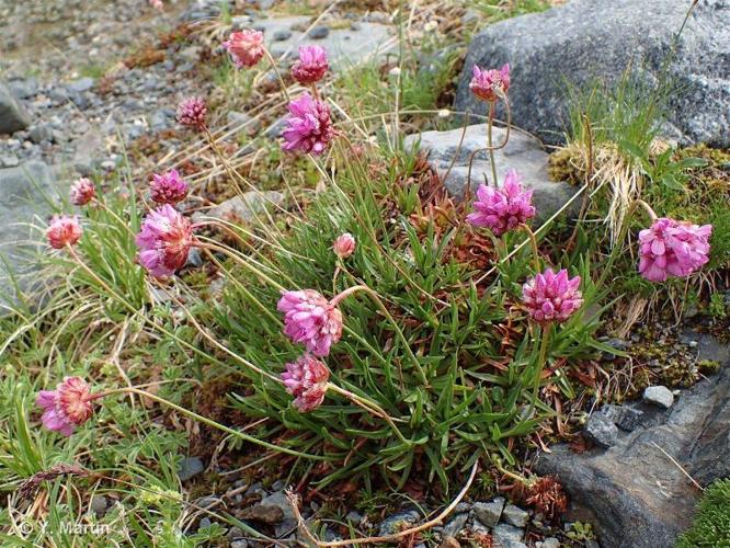 <i>Armeria alpina</i> Willd., 1809 © 