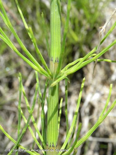 <i>Equisetum </i>x<i> litorale</i> Kühlew. ex Rupr., 1845 © S. Sant/Parc Amazonien de Guyane