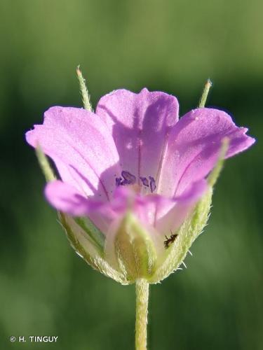 <i>Geranium columbinum</i> L., 1753 © H. TINGUY