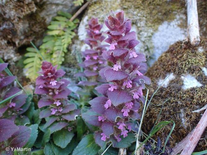 <i>Ajuga pyramidalis</i> L., 1753 © 