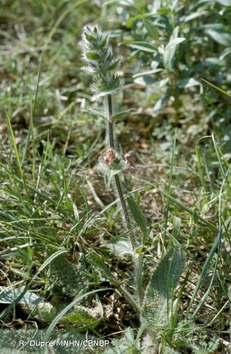 <i>Stachys heraclea</i> All., 1785 © R. Dupré MNHN/CBNBP