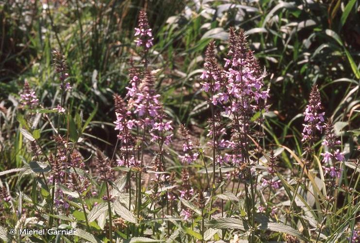 <i>Stachys palustris</i> L., 1753 © Michel Garnier