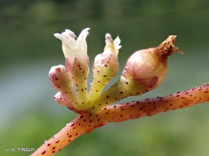 <i>Cuscuta lupuliformis</i> Krock., 1787 © H. TINGUY