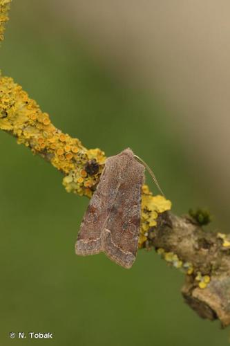 <i>Orthosia incerta</i> (Hufnagel, 1766) © N. Tobak