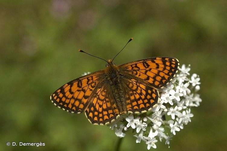 <i>Melitaea deione</i> (Geyer, 1832) © D. Demergès