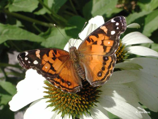 <i>Vanessa virginiensis</i> (Drury, 1773) © A. Horellou