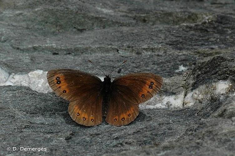 <i>Erebia meolans</i> (Prunner, 1798) © D. Demergès