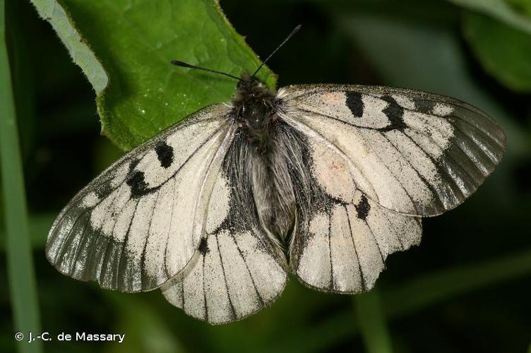 <i>Parnassius mnemosyne</i> (Linnaeus, 1758) © J.-C. de Massary