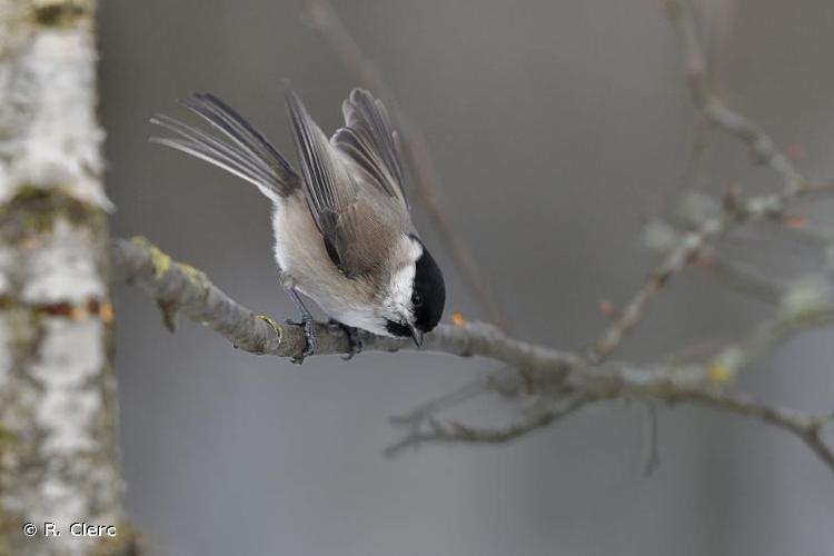 <i>Poecile palustris</i> (Linnaeus, 1758) © R. Clerc