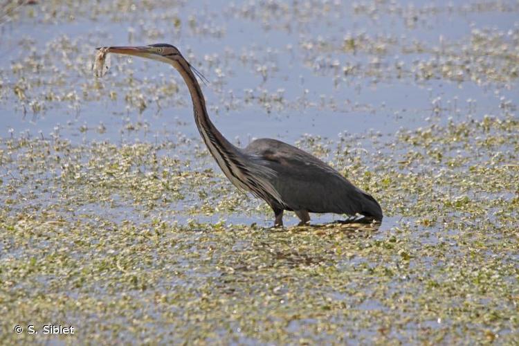 <i>Ardea purpurea</i> Linnaeus, 1766 © S. Siblet