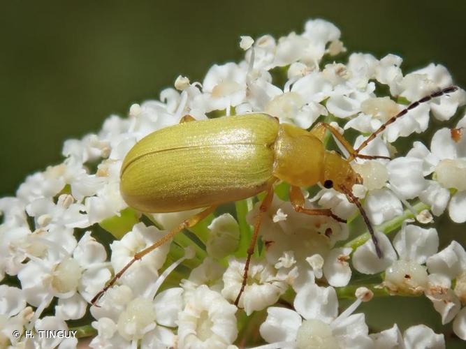 <i>Cteniopus sulphureus</i> (Linnaeus, 1758) © H. TINGUY