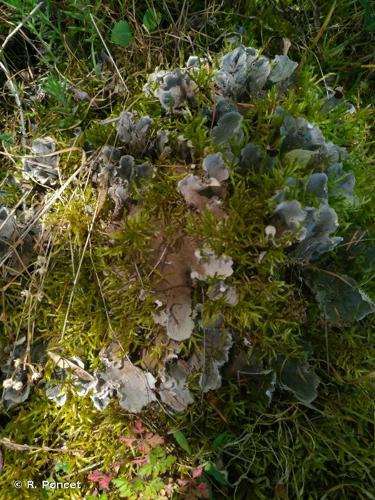 <i>Peltigera membranacea</i> (Ach.) Nyl., 1887 © R. Poncet