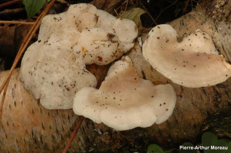 <i>Postia tephroleuca</i> (Fr. : Fr.) Jülich, 1982 © PA. Moreau