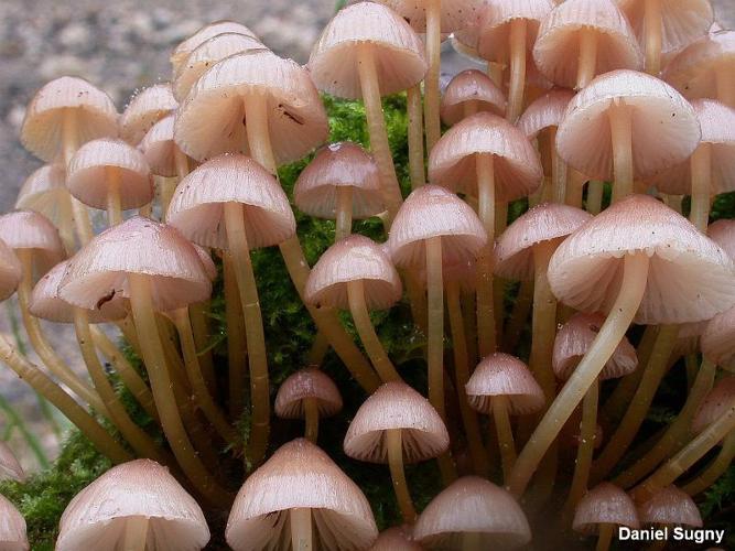 <i>Mycena renatii</i> Quél. © D. Sugny