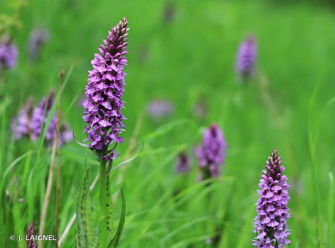 <i>Dactylorhiza maculata</i> (L.) Soó, 1962 © J. LAIGNEL