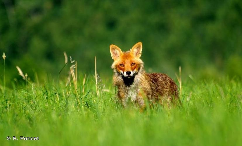 <i>Vulpes vulpes</i> (Linnaeus, 1758) © A.-H. Paradis & R. Poncet