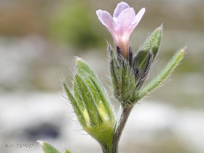 <i>Buglossoides incrassata</i> (Guss.) I.M.Johnst., 1954 © H. TINGUY