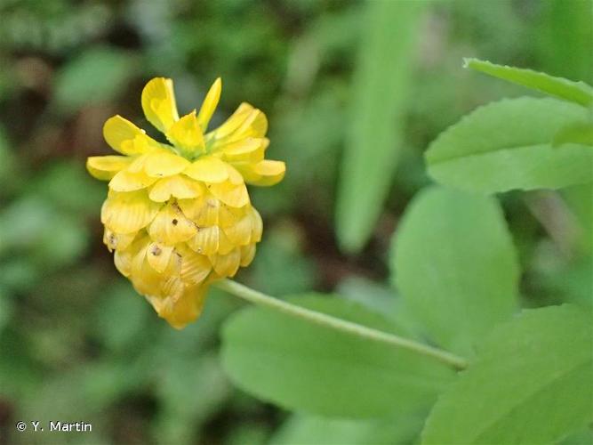 <i>Trifolium aureum</i> Pollich, 1777 © Y. Martin