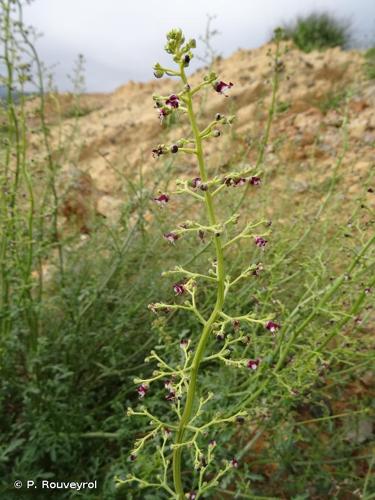 <i>Scrophularia canina</i> L., 1753 © P. Rouveyrol