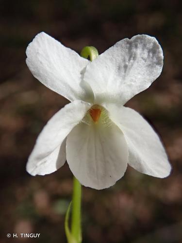 <i>Viola alba</i> Besser, 1809 © H. TINGUY