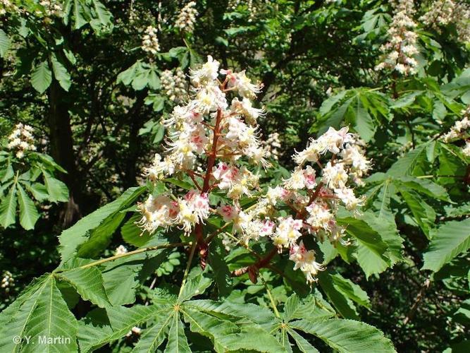 <i>Aesculus hippocastanum</i> L., 1753 © 