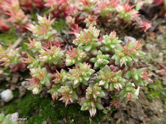 <i>Sedum caespitosum</i> (Cav.) DC., 1828 © A.-H. Paradis & R. Poncet