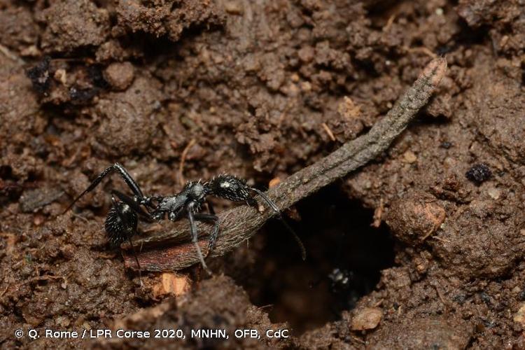 <i>Aphaenogaster spinosa</i> Emery, 1878 © Q. Rome / LPR Corse 2020, MNHN, OFB, CdC