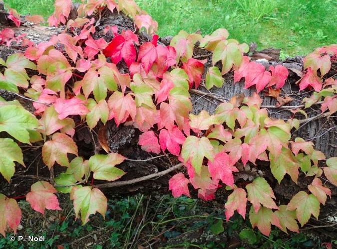 <i>Parthenocissus tricuspidata</i> (Siebold & Zucc.) Planch., 1887 © P. Noël