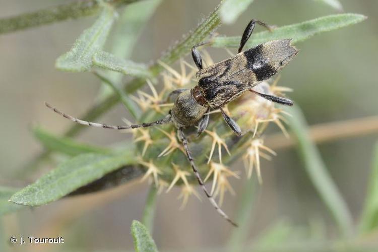 <i>Anaglyptus gibbosus</i> (Fabricius, 1787) © J. Touroult