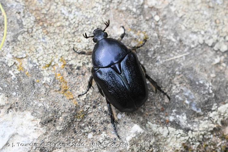 <i>Netocia sardea</i> (Gory & Percheron, 1833) © J. Touroult - LPR Corse 2019 - MNHN-CdC-AFB