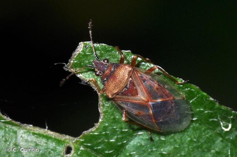 <i>Kleidocerys resedae</i> (Panzer, 1797) © C. Quintin