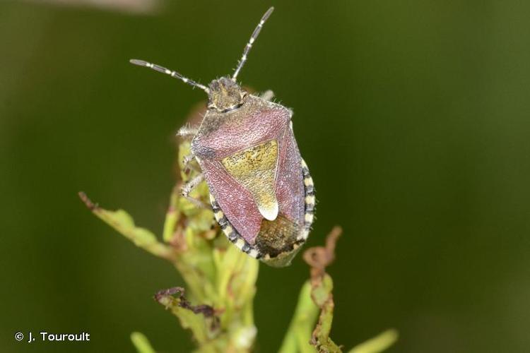 <i>Dolycoris baccarum</i> (Linnaeus, 1758) © J. Touroult