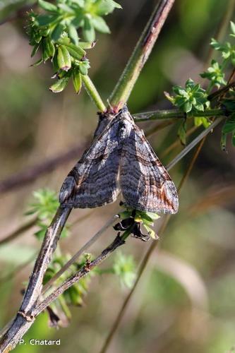 <i>Aplocera plagiata</i> (Linnaeus, 1758) © P. Chatard