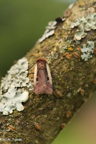 <i>Ochropleura plecta</i> (Linnaeus, 1760) © N. Tobak