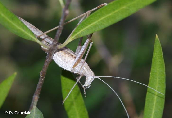 <i>Tylopsis lilifolia</i> (Fabricius, 1793) © P. Gourdain