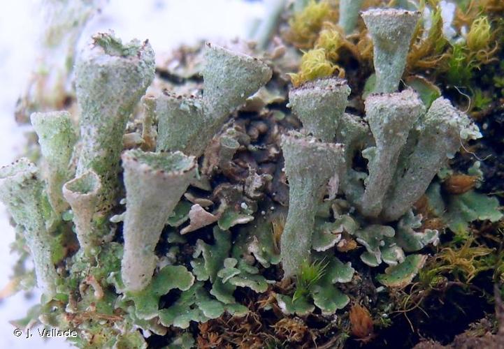 <i>Cladonia pocillum</i> (Ach.) O.J. Rich., 1877 © J. Vallade