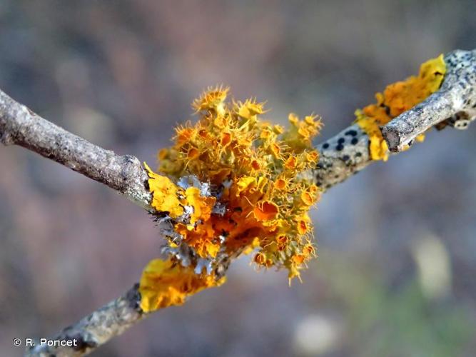 <i>Teloschistes chrysophthalmus</i> (L.) Th.Fr. © A.-H. Paradis & R. Poncet