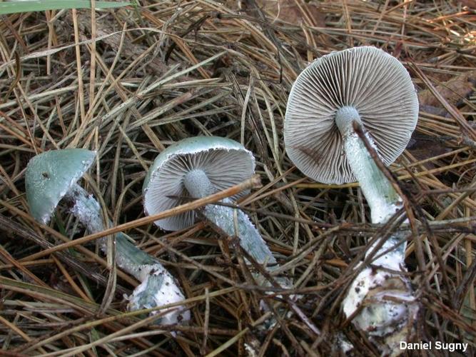 <i>Stropharia caerulea</i> Kreisel, 1979 © D. Sugny