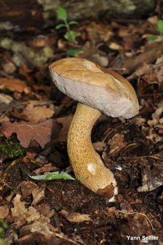 <i>Tylopilus felleus</i> (Bull. : Fr.) P.Karst. © Y. Sellier