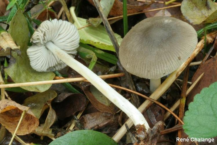 <i>Pluteus cinereofuscus</i> J.E. Lange, 1917 © R. Chalange