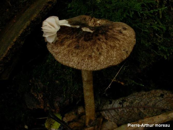 <i>Pluteus umbrosus</i> (Pers. : Fr.) Kumm. © PA. Moreau