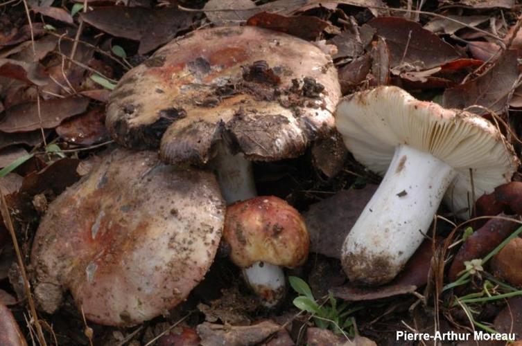 <i>Russula seperina</i> Dupain, 1913 © PA. Moreau